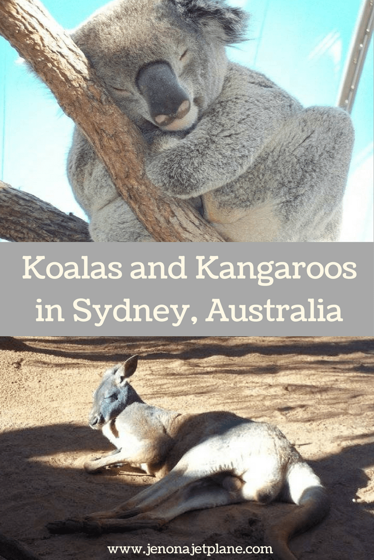 At Wild Life Sydney Zoo guests have the ability to meet a koala and a kangaroo. The last place you'd expect to have a wildlife adventure is in the middle of Sydney! #koalas #traveling #australia #sydneyaustralia #kangaroos