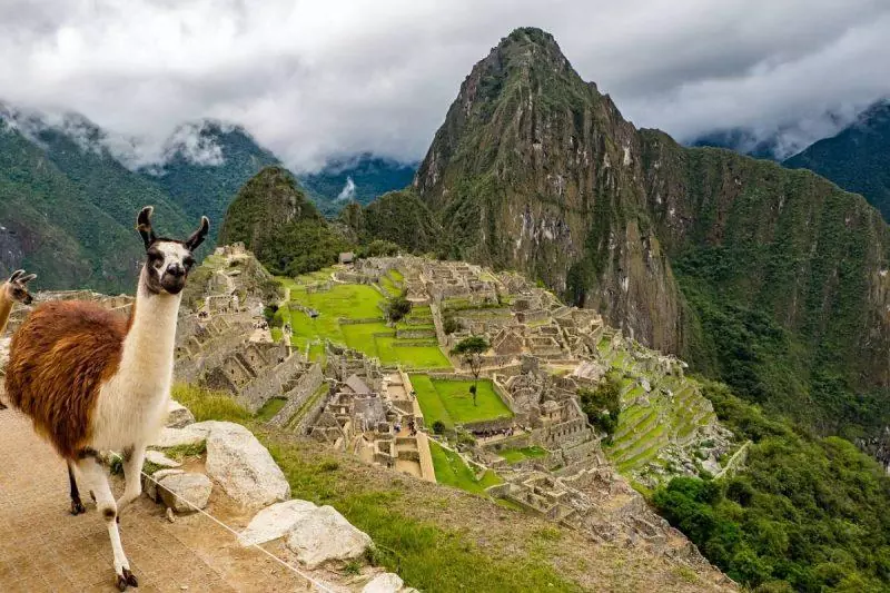 Llama on top of Machu Picchu