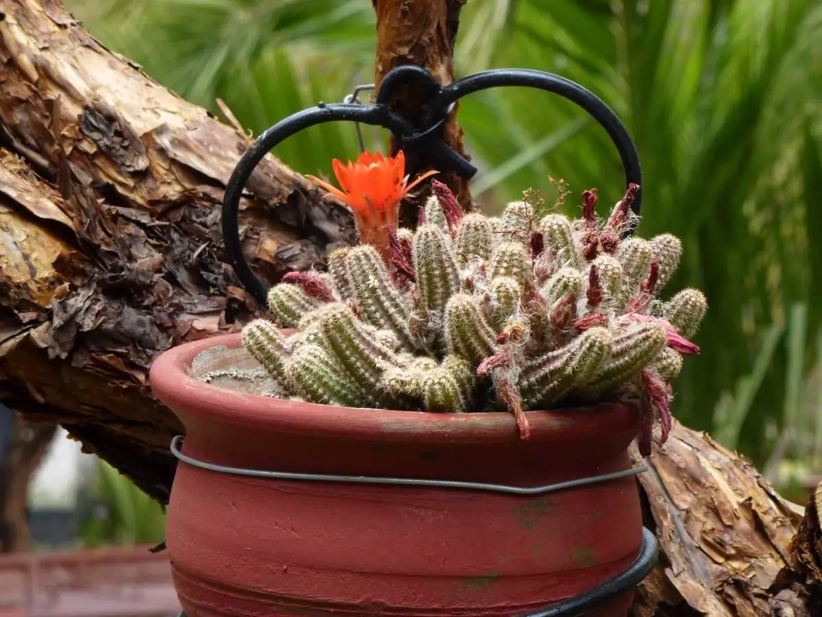 Cacti in a garden