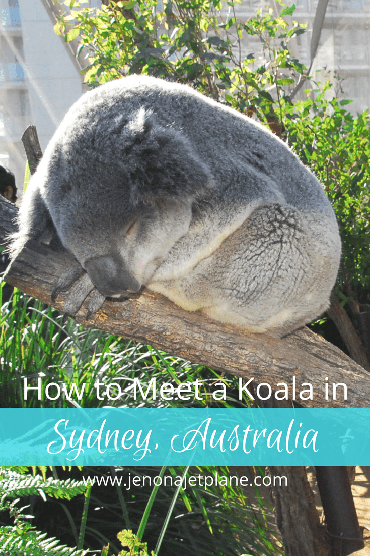 At Wild Life Sydney Zoo guests have the ability to meet a koala and a kangaroo. The last place you'd expect to have a wildlife adventure is in the middle of Sydney! #koalas #traveling #australia #sydneyaustralia #kangaroos