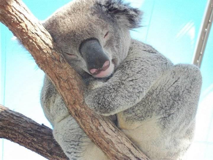 Sleeping koala at Wild Life Sydney Zoo