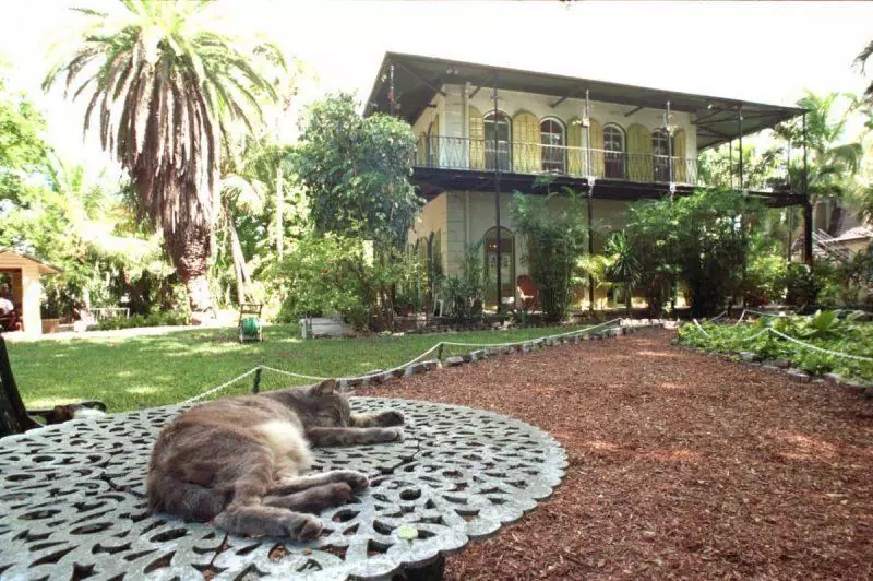 Cat stretched out on table in front of Hemingway house