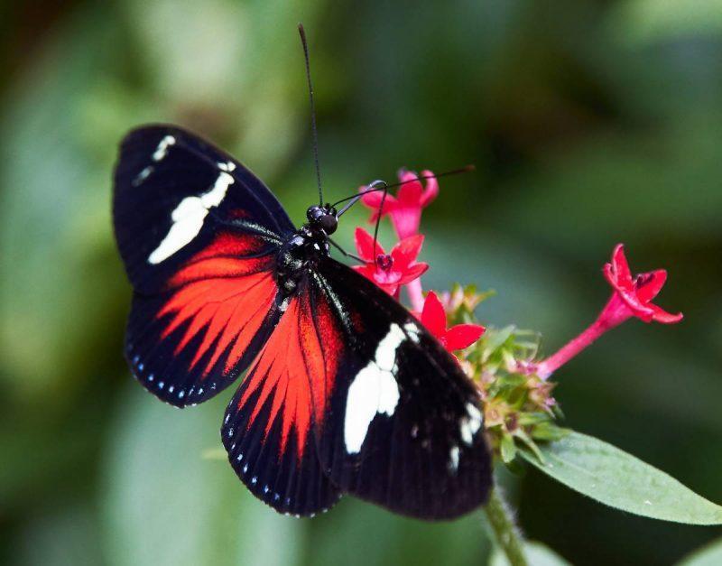 Butterfly perched on a flower