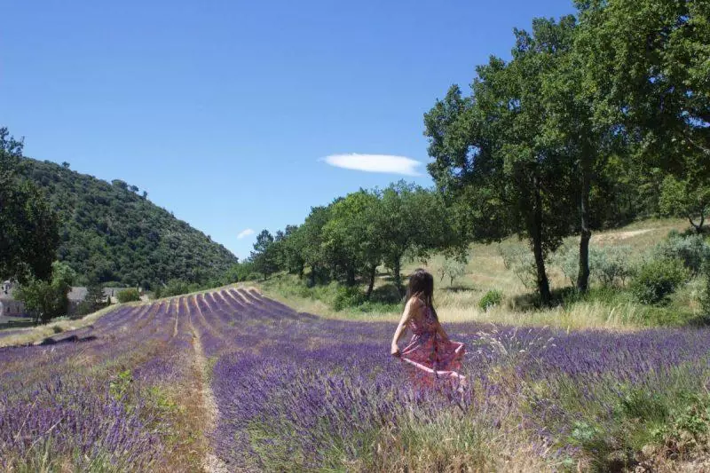 Senanque Abbey Lavender