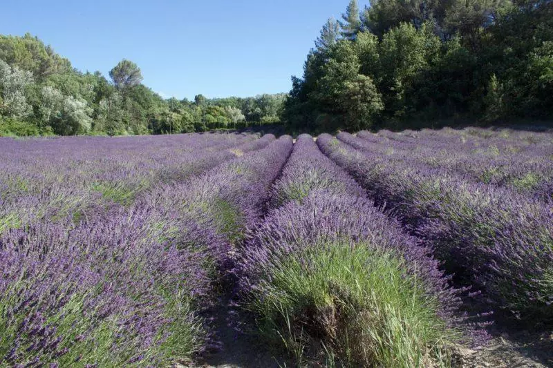 Senanque Abbey Lavender