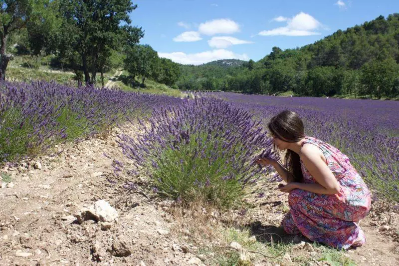 Senanque Abbey Lavender