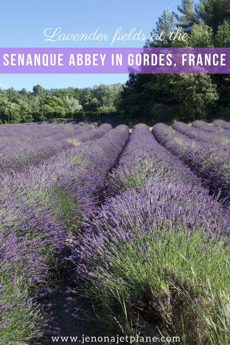 The Senanque Abbey is Gordes, France is a working monastery and home to some of the most beautiful lavender fields in the region. Find out everything you need to know about visiting the Senanque Abbey and seeing fields of lavender in the South of France!