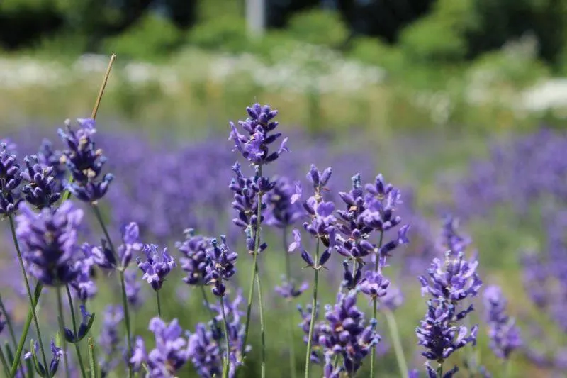 Lavender fields at Lockwood Lavender Farm