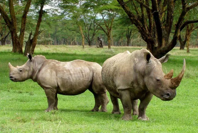 White Rhinos at Dvur Kralove Safari Park 