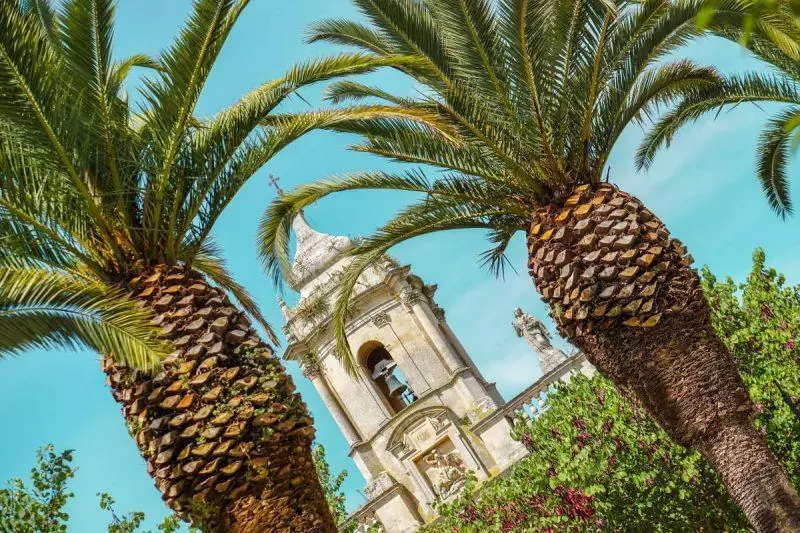 Palm trees in the park