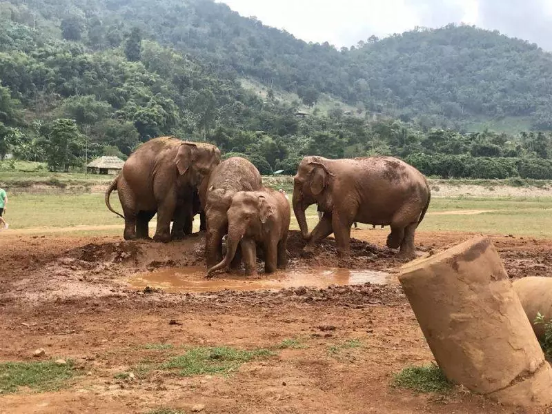 Family of elephants playing in the mud