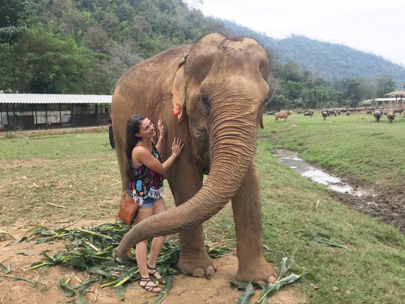 Champagne the elephant, known for the flower in her ear