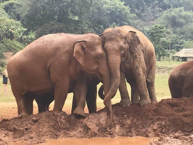Elephants cuddling and playing in the mud