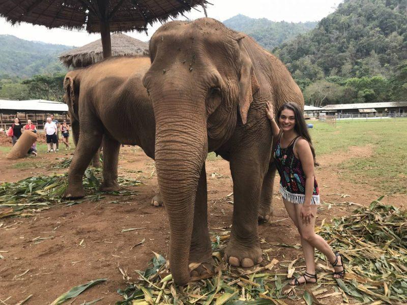 Meeting the rescue elephants at Elephant Nature Park