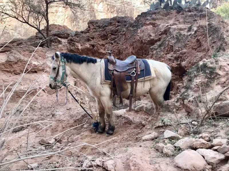 Mule on the Havasu Falls Trail