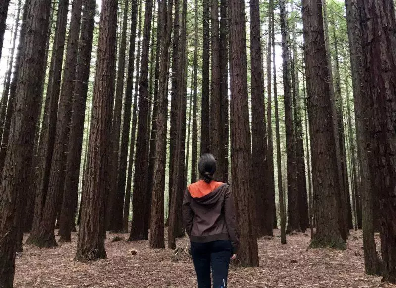 Redwood Forest in Rotorua