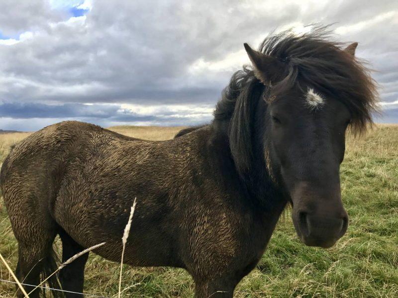 Icelandic pony in a field