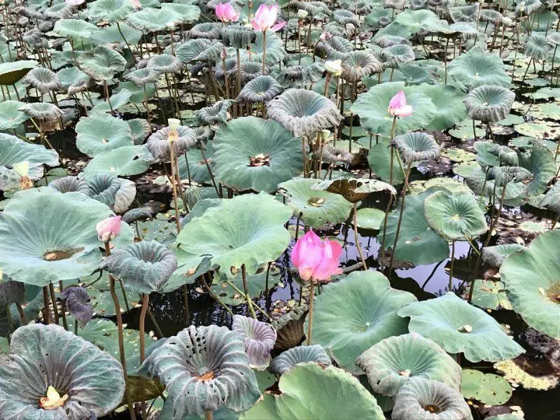 Lily pads in Ubud