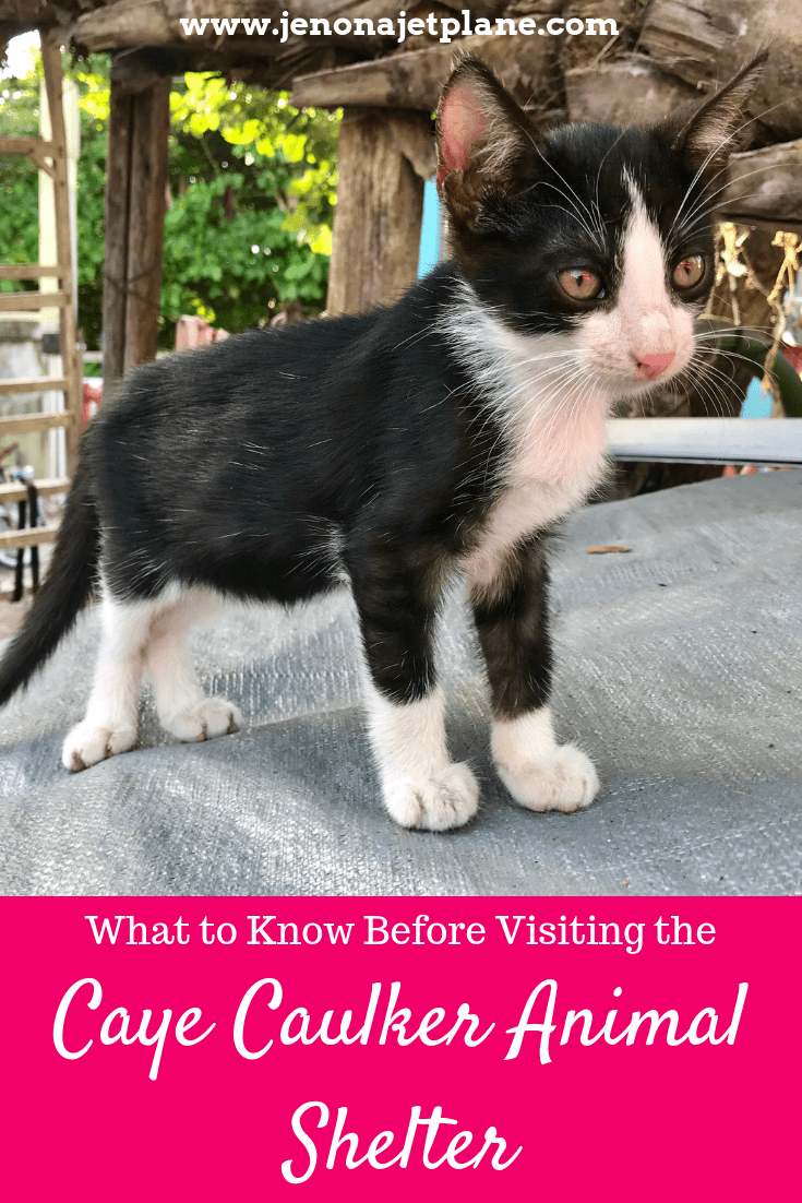 Looking to visit the Caye Caulker Animal Shelter? From directions to adoption fees, here's everything you need to know before you go. #belizetravel #animalshelter #cayecaulker #cayecaulkerbelize #volunteering #belize #belizethingstodo #belizevacation