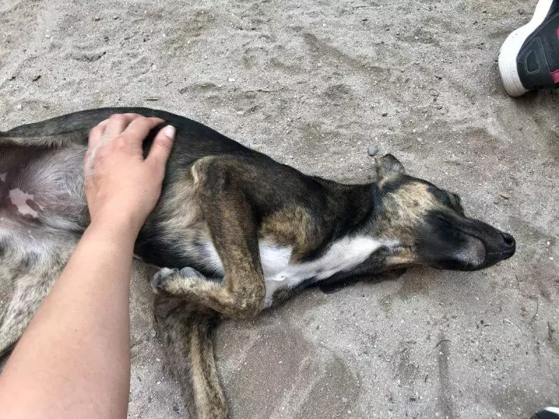 Giving belly rubs to a stray dog