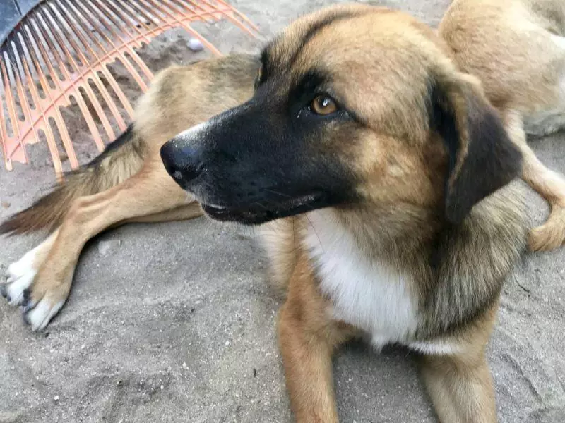 Puppy at the Caye Caulker Animal Shelter