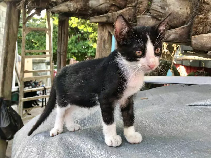 Black and white kitten