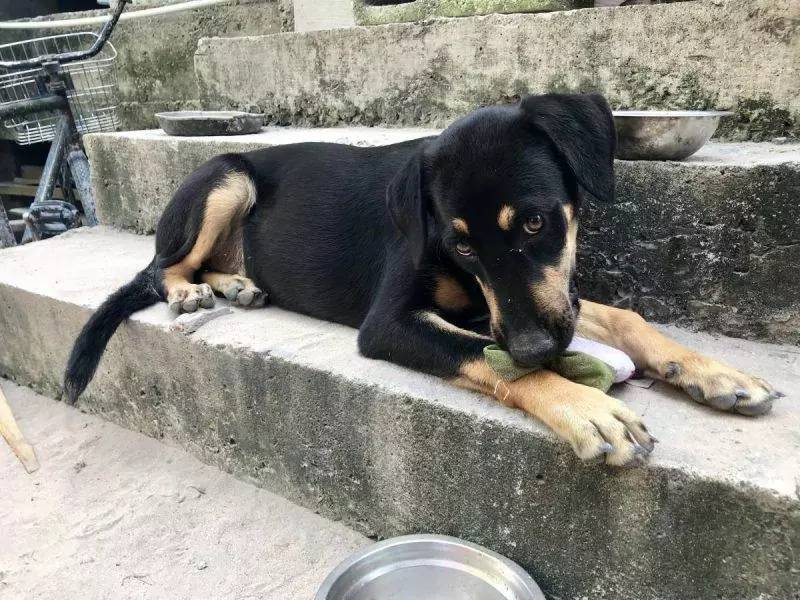 Puppy chewing a toy