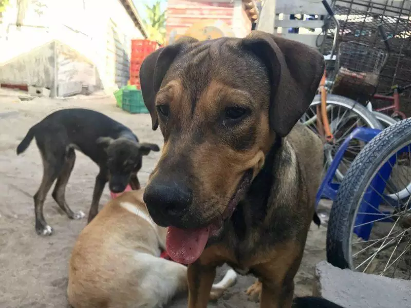 Dogs up for adoption at Caye Caulker Animal Shelter