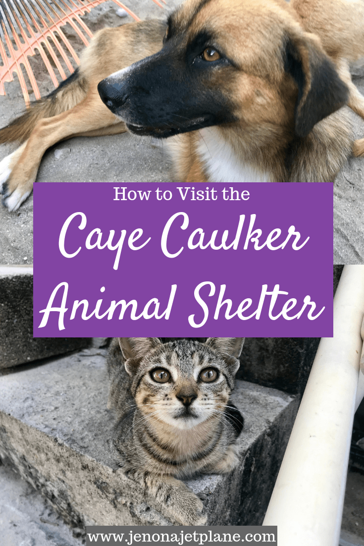 Looking to visit the Caye Caulker Animal Shelter? From directions to adoption fees, here's everything you need to know before you go. #belizetravel #animalshelter #cayecaulker #cayecaulkerbelize #volunteering #belizethingstodo #belizevacation
