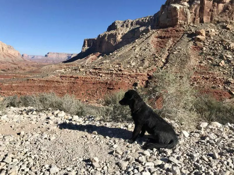 Dog on the Havasu Falls Hike