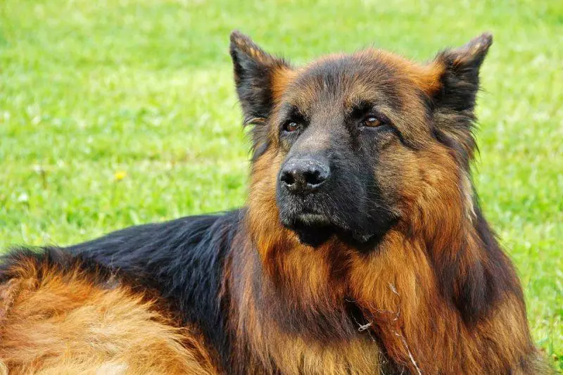 Detection dog looking at the camera