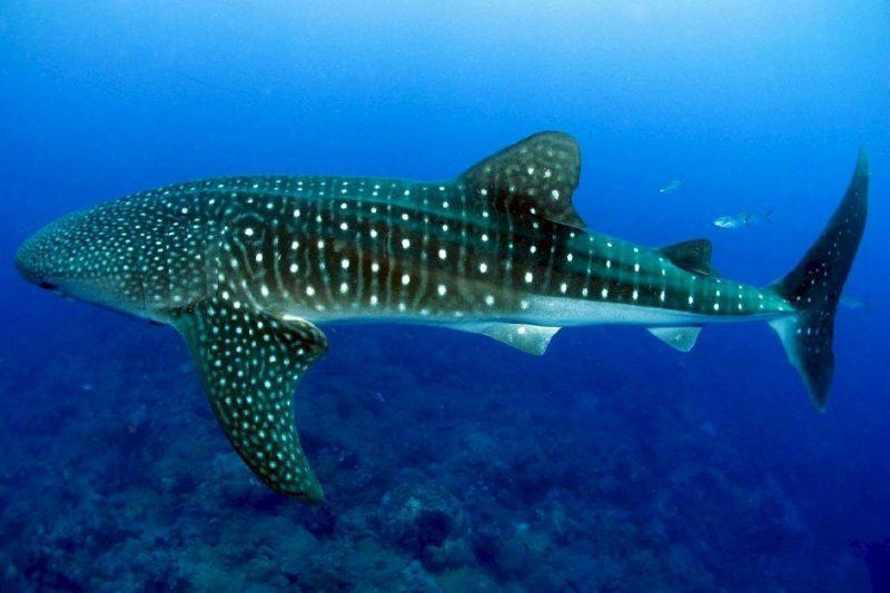 Unique things to do in Cancun swim with whale sharks