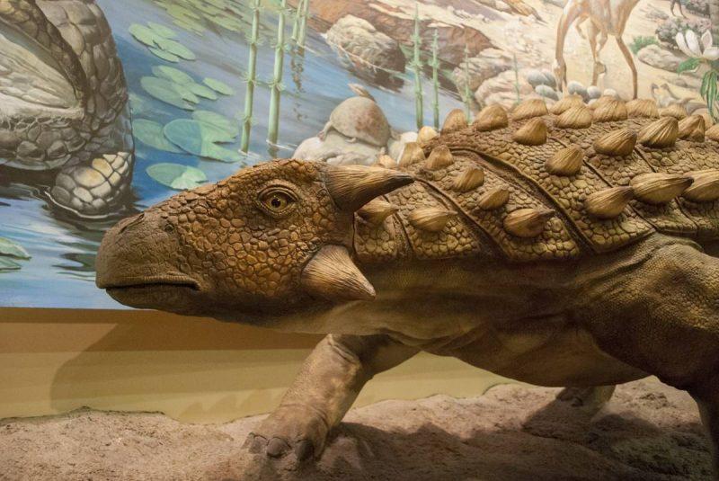Museum dinosaur exhibit