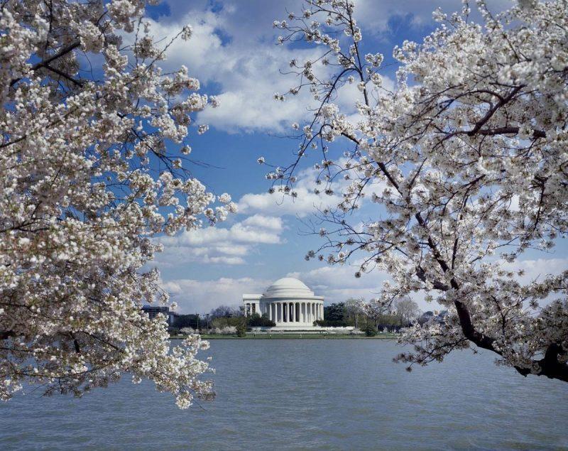 View of Jefferson Memorial framed by cherry blossoms