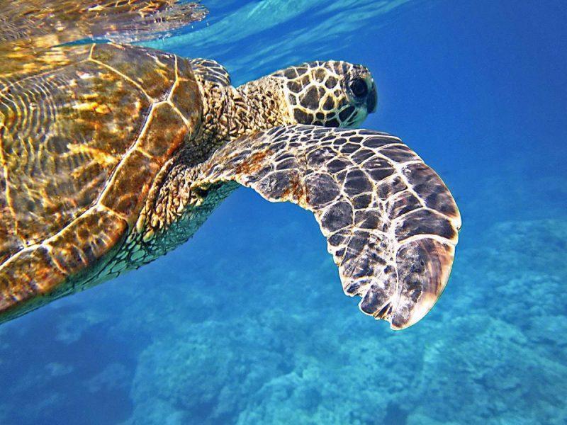 Sea turtle swimming