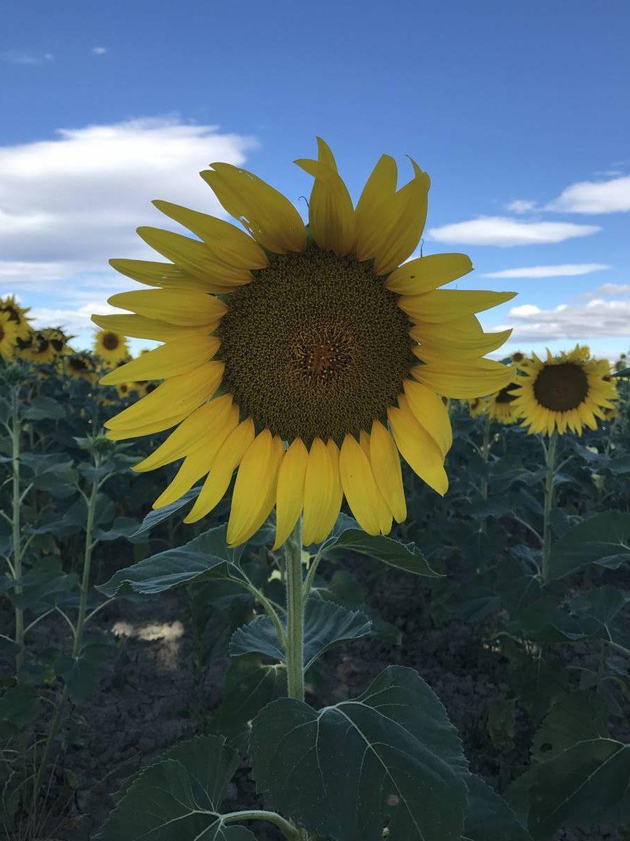 Single sunflower in a field