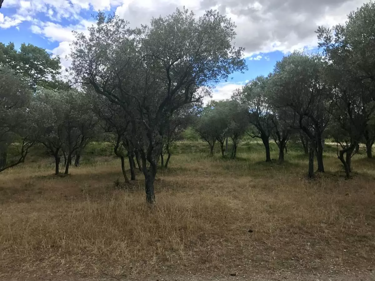 Olive trees as seen on the walk into the asylum