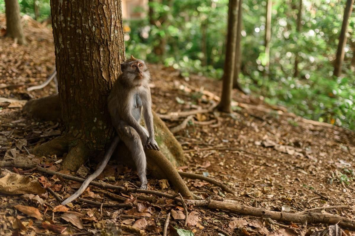 Monkey sitting by a tree in Monkey Forest Ubud