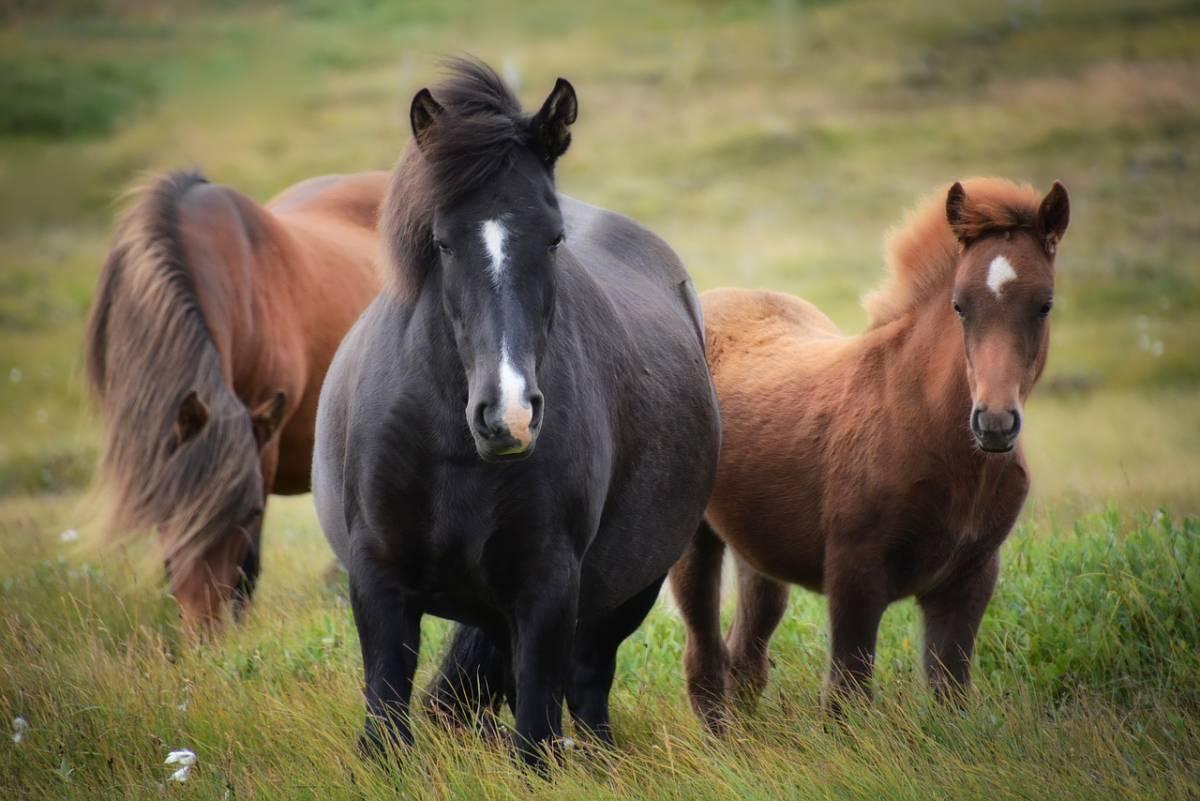 Icelandic horses in a field