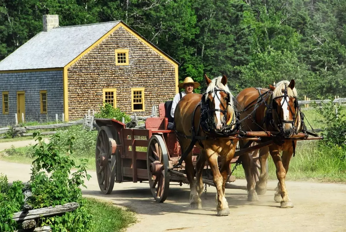 Horse and carriage