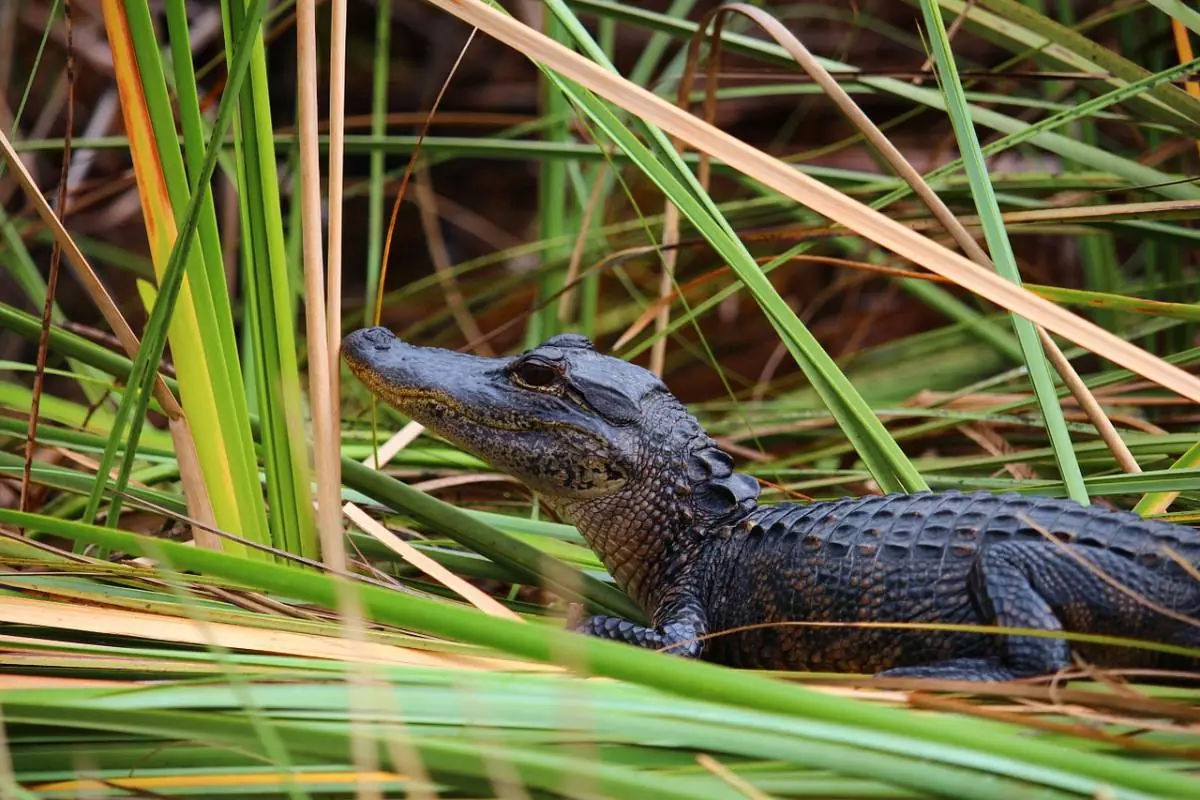 Baby alligator in the grass