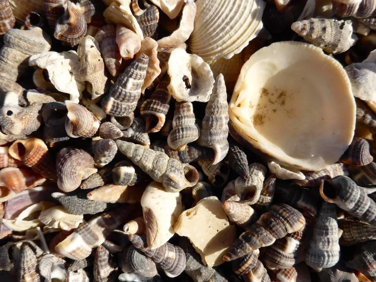 Seashells on the beach