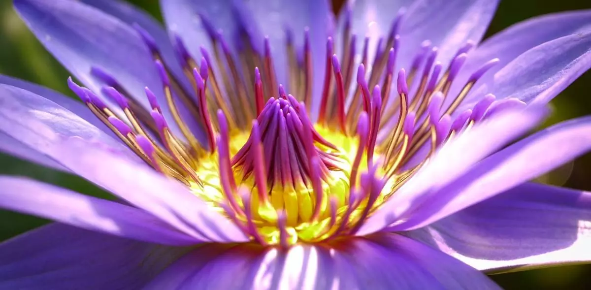 Vivid purple flower