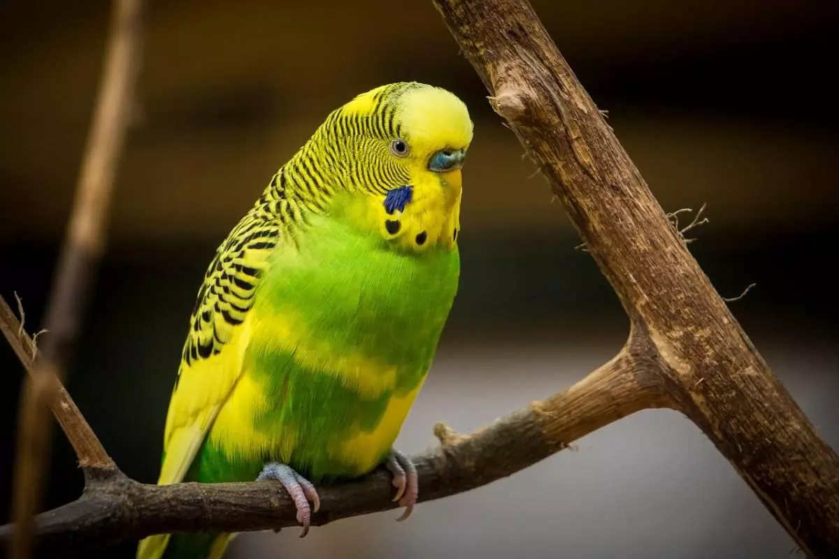 Exotic yellow bird