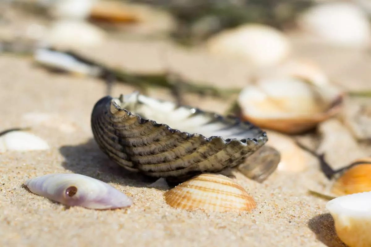 Seashell on the sand