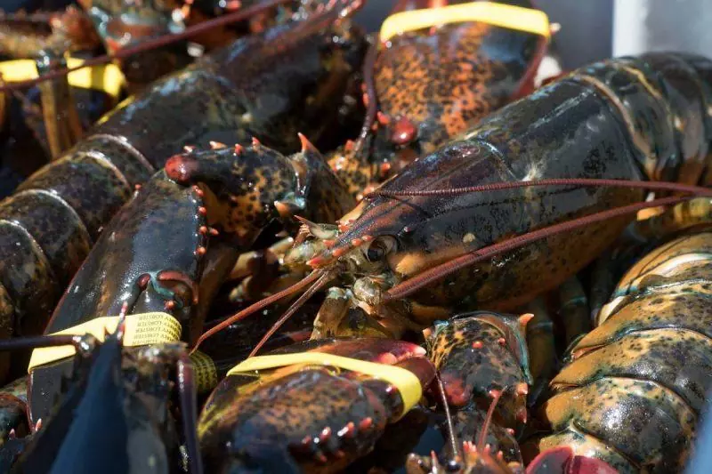 Fresh lobster at the market