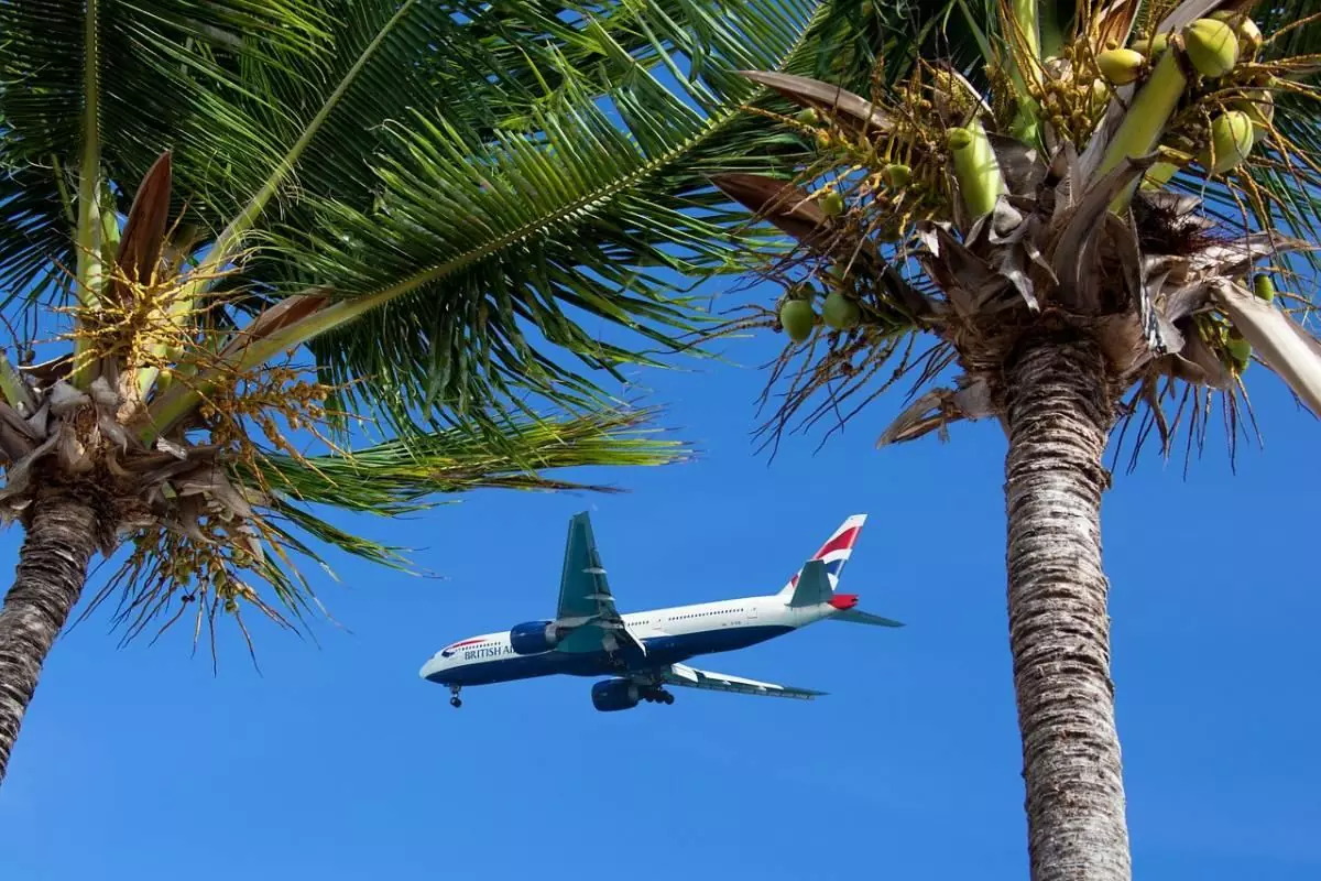 Airplane flying between two palm trees