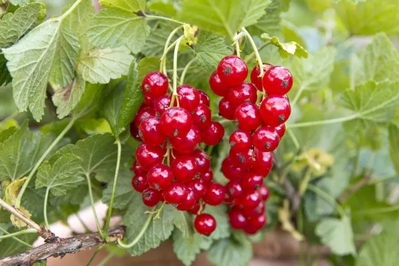 Fruit hanging from the vine