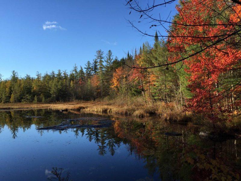 Fall foliage and changing leaves