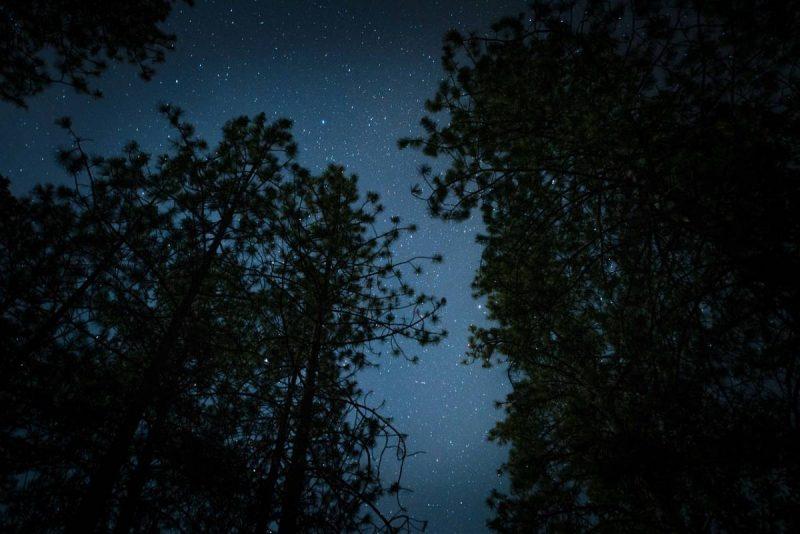 Stars visible through the trees at night